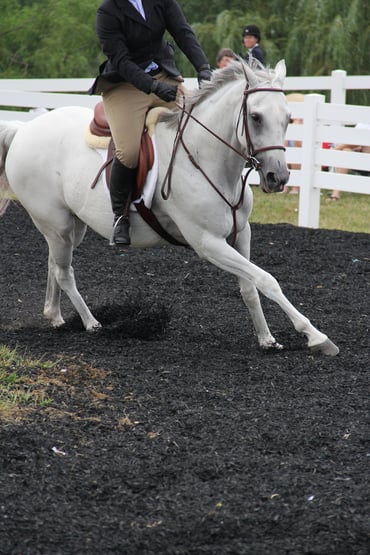 Sparton-Horse-Track-Sample-Image-(7)